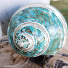 Elegant Blue/Green Jade Turbo Burgess Banded Polished Shell * Large 4"