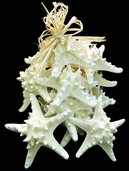 White Knobby Starfish 4"-5" BEAUTIFUL