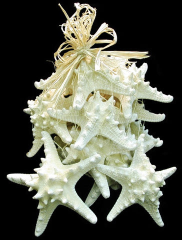 White Knobby Starfish 4"-5" BEAUTIFUL