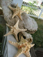 Knobby Starfish 5"-7" BEAUTIFUL - Beach Wedding