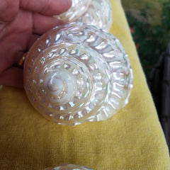 BEAUTIFUL Polished Mother of Pearl Finish SHELL * 3 1/2" !