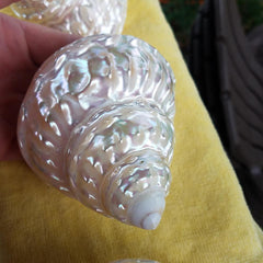 BEAUTIFUL Polished Mother of Pearl Finish SHELL * 3 1/2" !