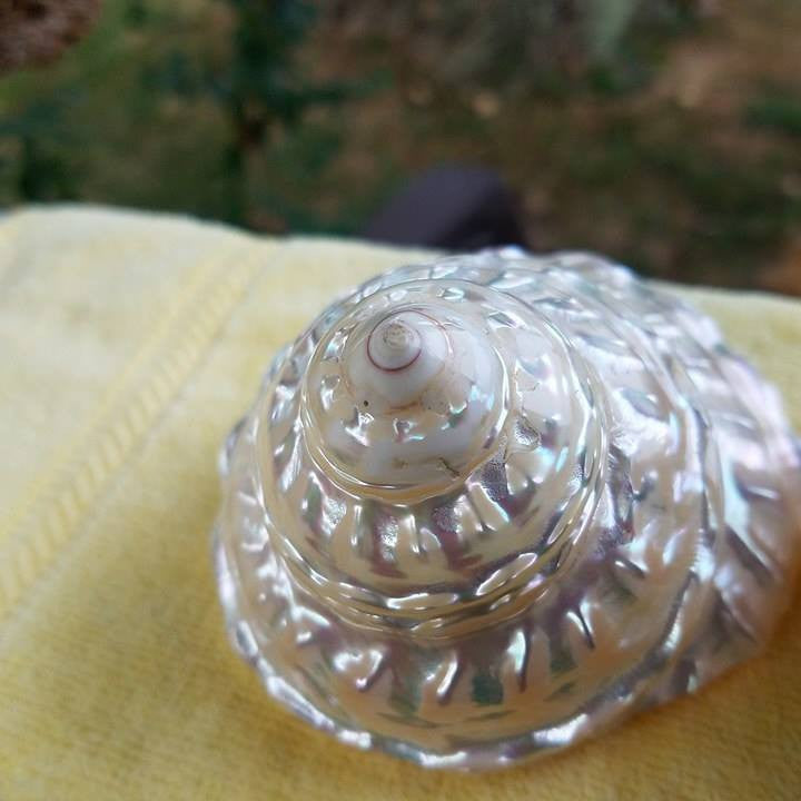 BEAUTIFUL Polished Mother of Pearl Finish SHELL * 3 1/2